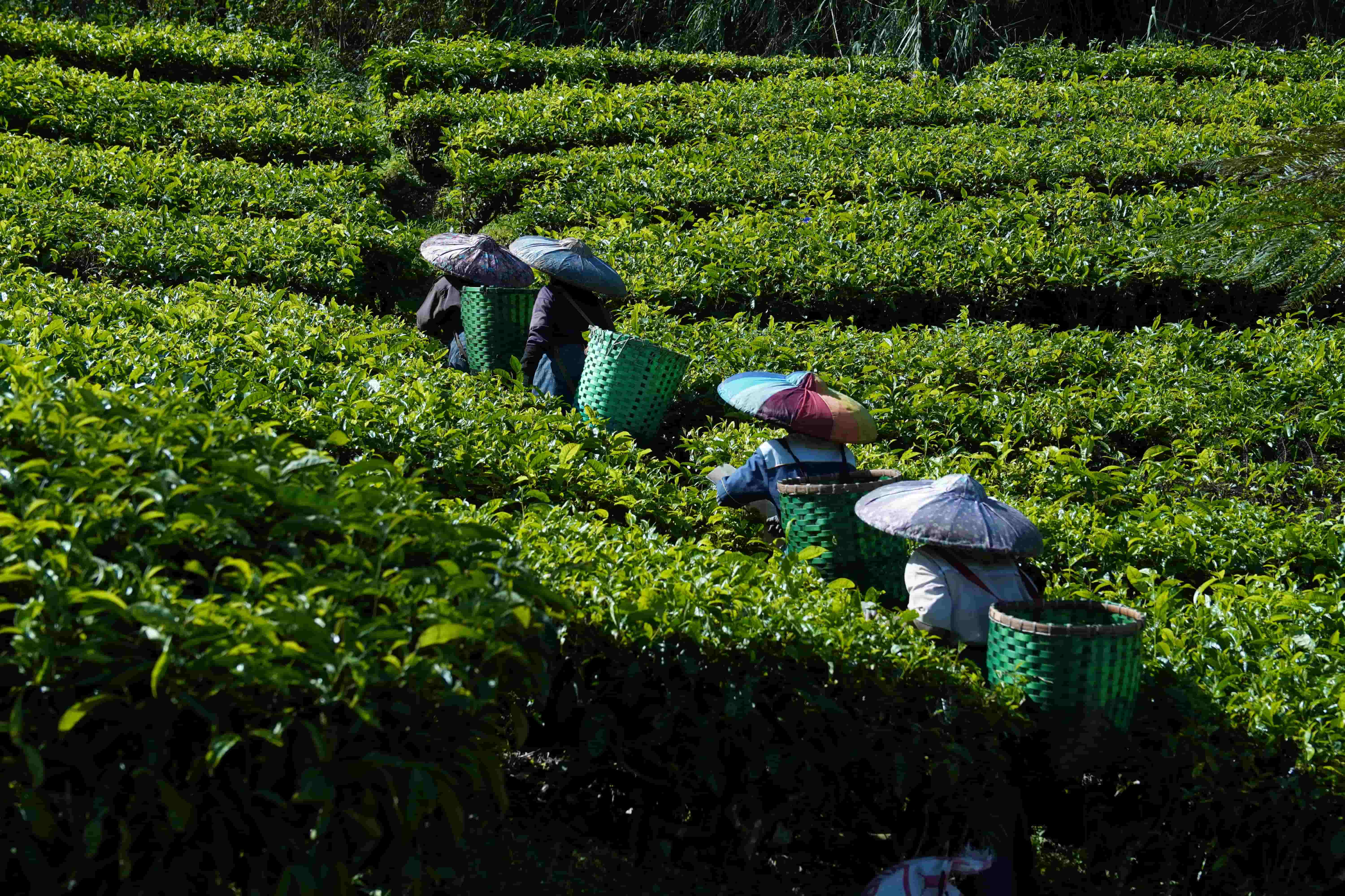 Tea farm